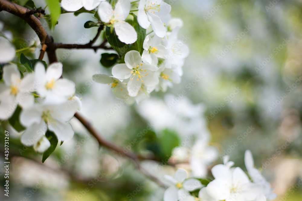 flowering branch of apple tree, apple orchard, apple blossom macro flowering branch of apple tree, apple orchard, apple blossom macro