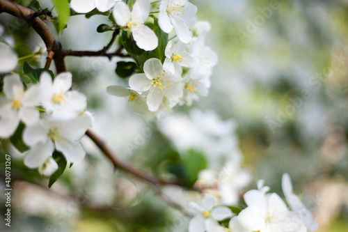 flowering branch of apple tree, apple orchard, apple blossom macro