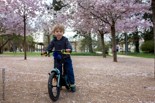 Fototapeta Naklejka Na Ścianę i Meble -  Cute toddler child, boy riding bike in pink blooming sacura garden