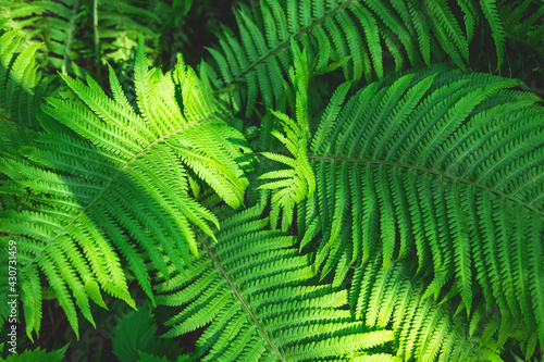 The spring or summer green background of the closeup of the fern leaves. Selective focus.