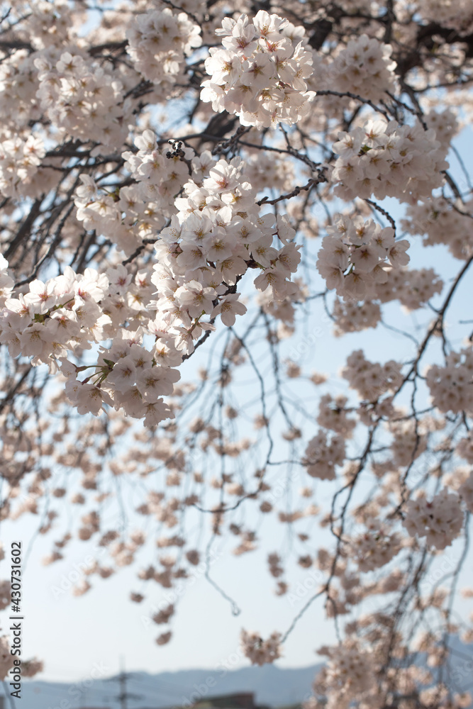White Cherry blossoms in full bloom. A korea spring scene.