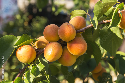 Apricots on apricot tree. Summer fruits. Ripe apricots on a tree branch.