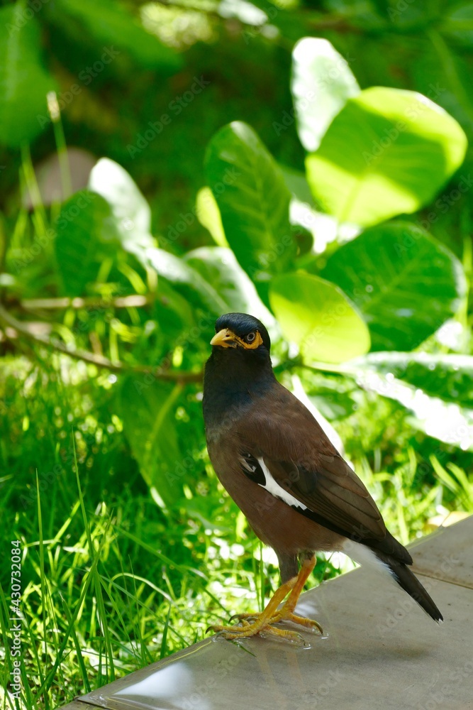Obraz premium Mynas bird standing on wet tile floor