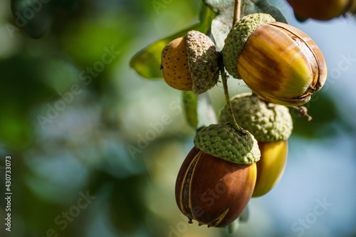 acorns on the oak