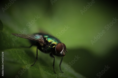 fly on green leaf © Ranajit