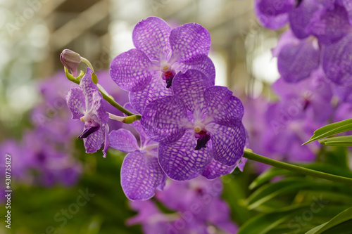 orchids,orchids is considered the queen of flowers Thailand 