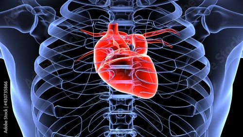 human circulatory system anatomy 3d illustration