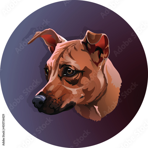 Portrait of a breedless red dog in a circle 
Funny pooch with ears 
Dog's muzzle mestizo brown color