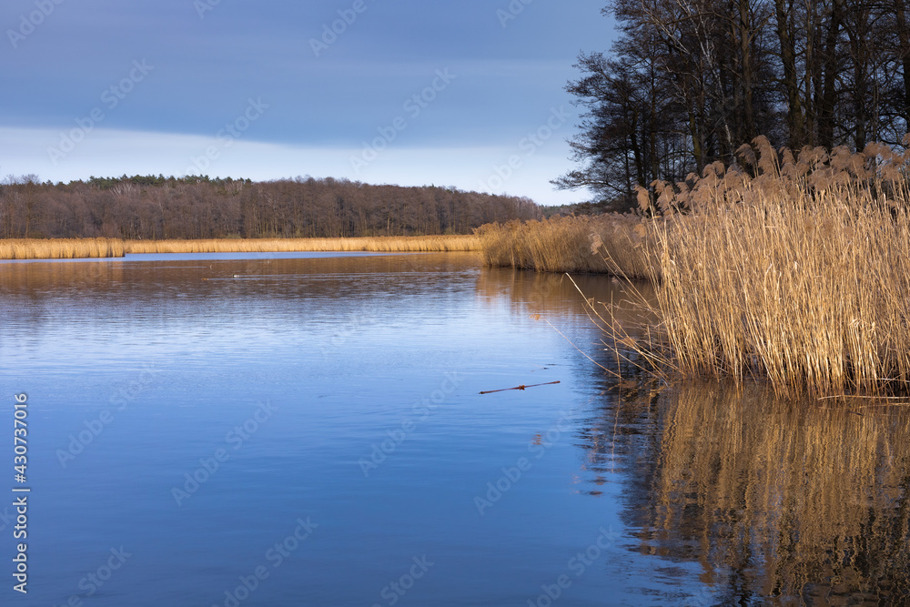 Pole trzciny pospolitej, trawy nad brzegiem stawu, krajobraz naturalny