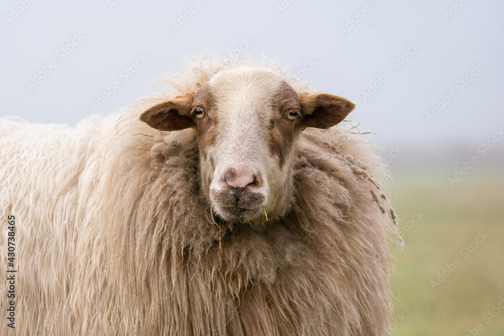 One sheep in the mist. The sheep looks into the camera, detail shot of the head. Sheep stands in the spring grass. Agriculture and extensive traditional sheep breeding