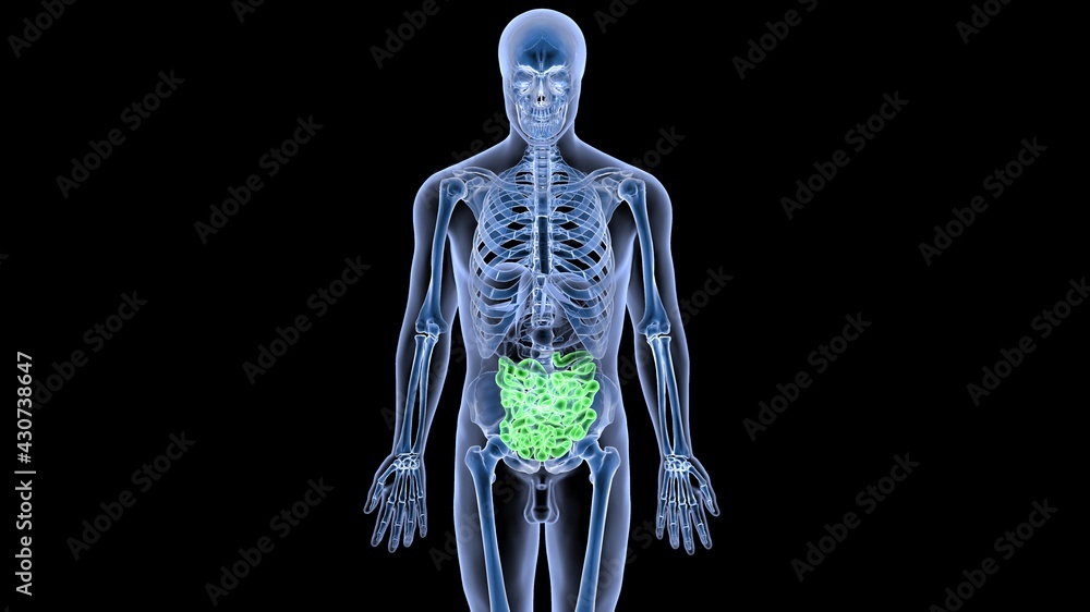 human organs anatomy 3d illustration human organs anatomy 3d illustration