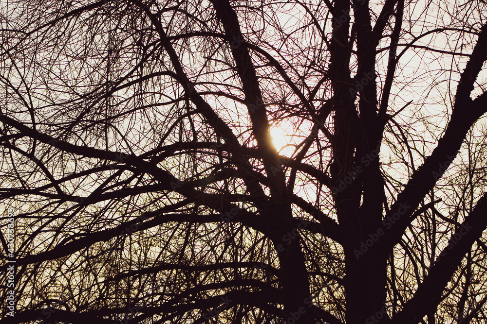 Dunkler Baum Dunkler Baum