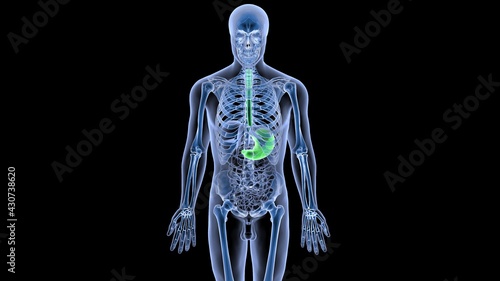 human organs anatomy 3d illustration