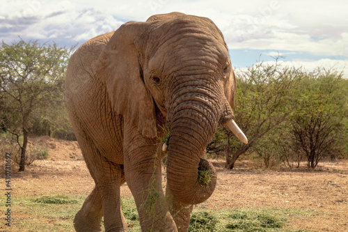 African Bush Elephant in the grassland of Etosha National Park  Namibia.