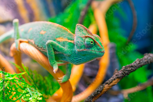 Green chameleon on a branch. Domestic pet exotic tropical animal.