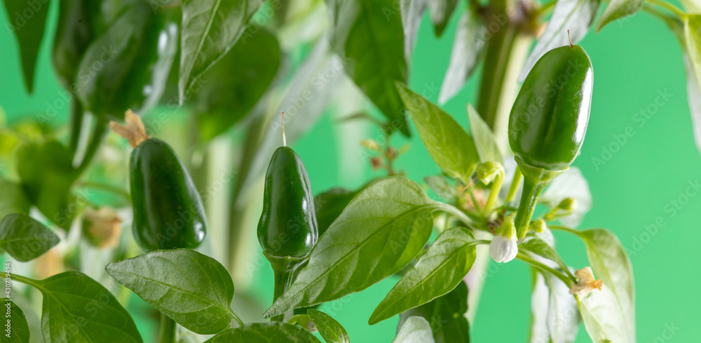 Close up of green chili peppers Close up of green chili peppers