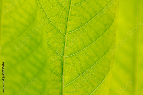 Close up of green leaf as background.
