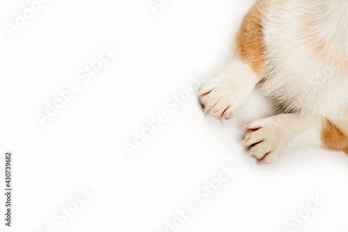Front paws of corgi dog puppy on white background.