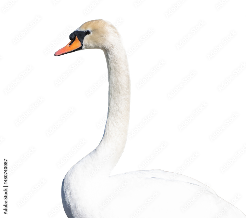 Fototapeta premium White swan portrait isolated on white background.