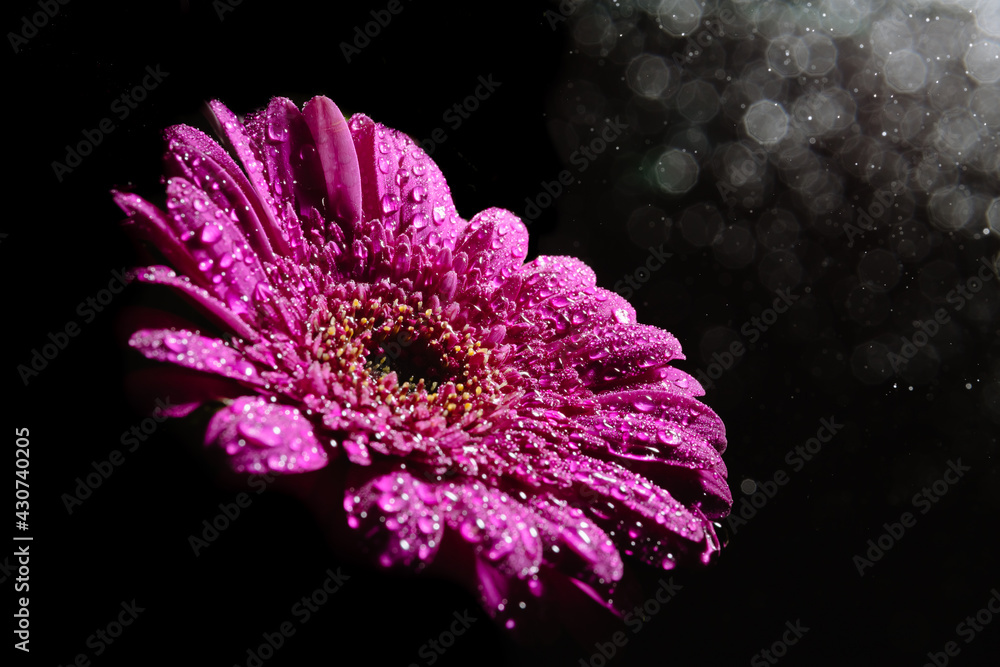 Large beautiful gerbera flower purple color isolated on a black background with splashing water droplets in the air. Card for the holiday or banner for advertising a shop. Have a place for the text