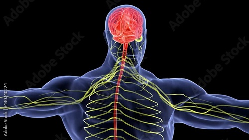 human brain anatomy 3d 