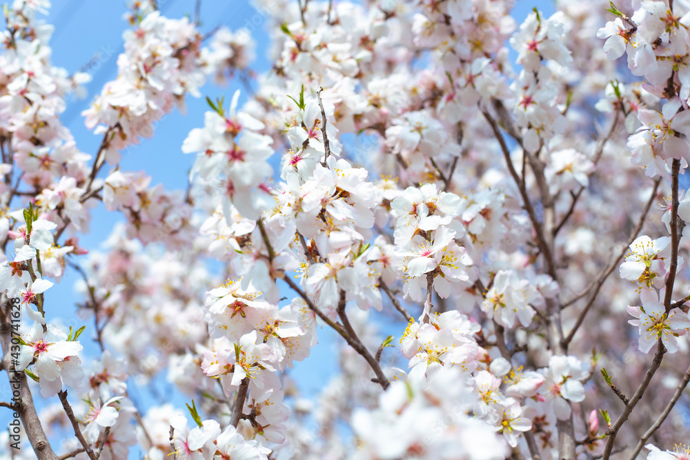 Blooming sakura tree, delicate beautiful white flowers on the branches against the sky. Spring blurred background Blooming sakura tree, delicate beautiful white flowers on the branches against the sky. Spring blurred background