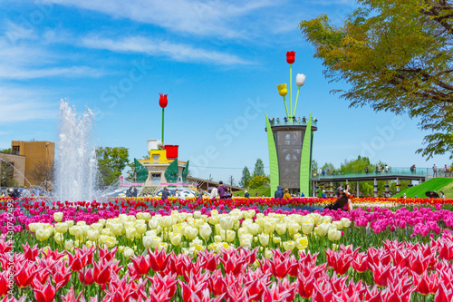 Photography Tonami Tulip Fair in Toyama, Japan. 砺波チューリップフェア。日本富山県