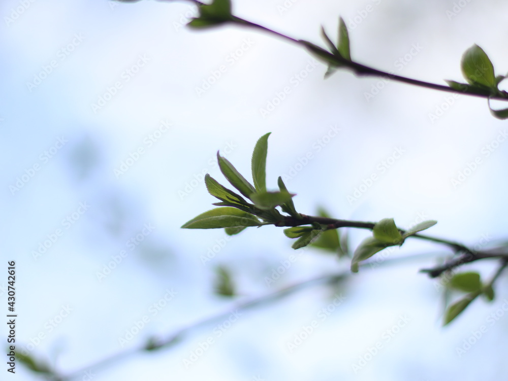 A bird perched on a tree branch A bird perched on a tree branch