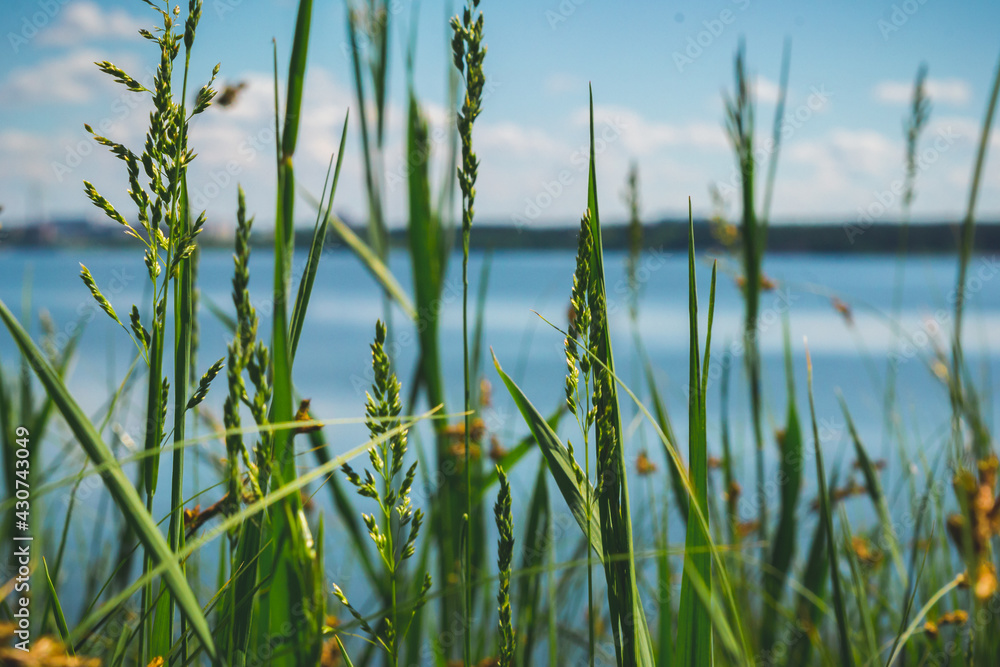 Grass and water background
