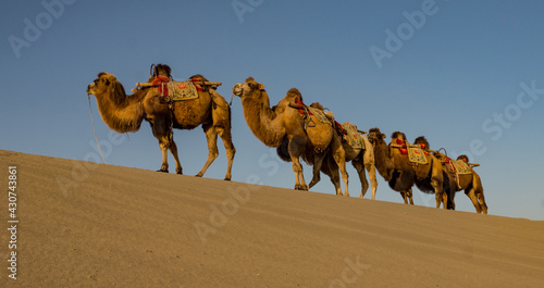 Camel caravan in the Gobi desert of Dunhuang Gansu China 