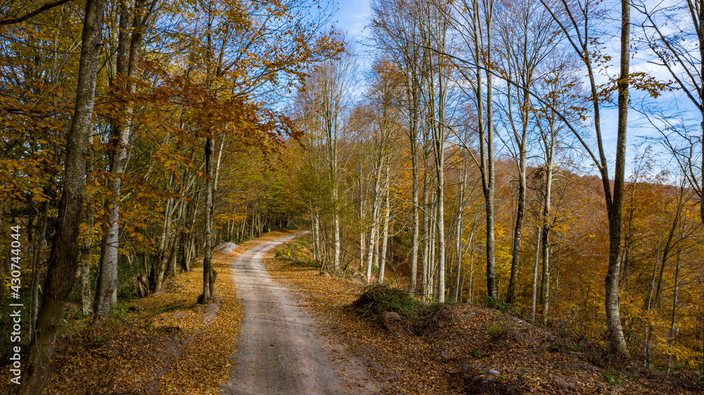 Obraz premium A beautiful road view through the forest in autumn.