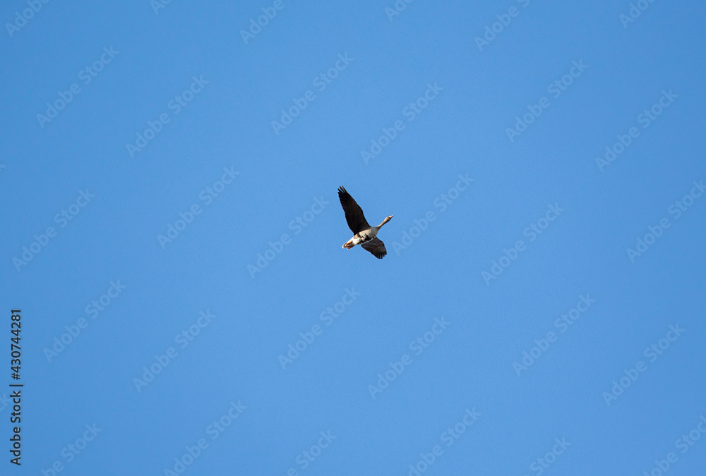 Lonely migratory bird flying sky high against blue sky. Lonely migratory bird flying sky high against blue sky.