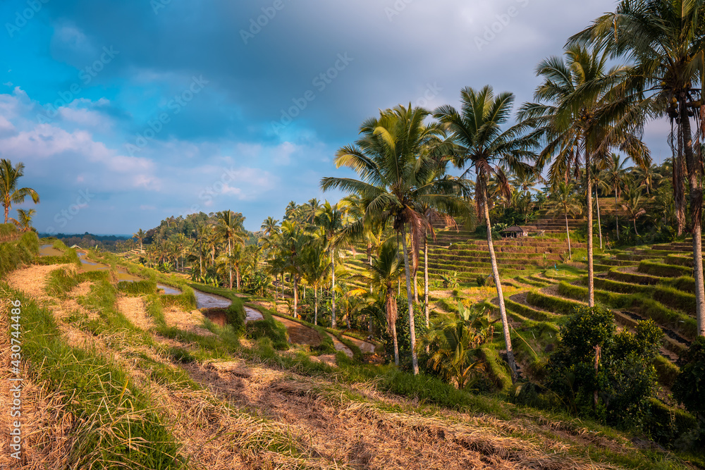 Rice terraces and palm trees in tropical area on sunny day Rice terraces and palm trees in tropical area on sunny day