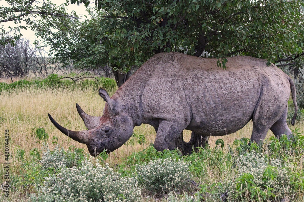 Obraz premium African Black Rhinoceros in Etosha National Park in Namibia