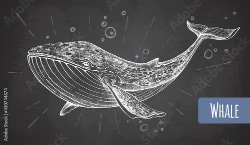 Realistic chalk drawing illustration of whale on grunge background. Vector illustration