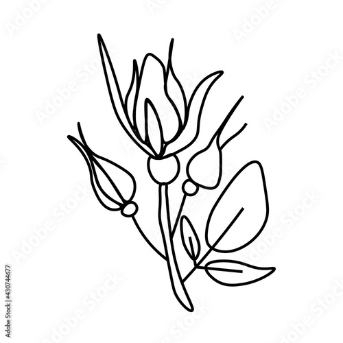 One simple vector rose flower with a black line.Botanical hand drawn illustration on isolated background.Vintage doodle style picture.Design for packaging,social media,invitation,greeting card.