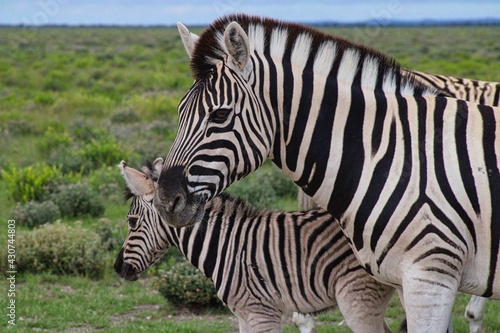 Zebra and its foal in Etosha National Park in Namibia