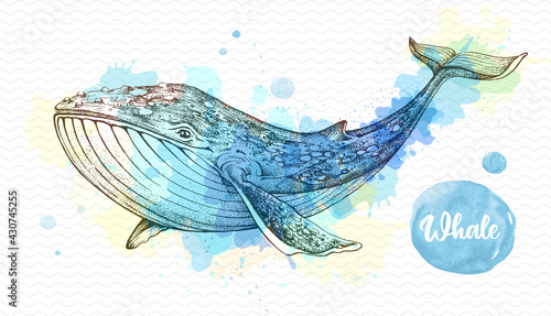 Realistic illustration of whale on artistic watercolor background. Vector illustration