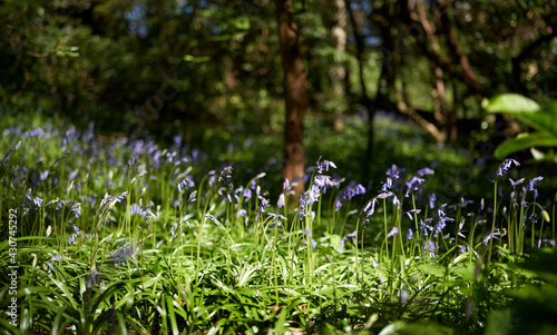 Fotografie A natural, natures carpet of blooming bluebells flowing on a woodland forest floor in spring