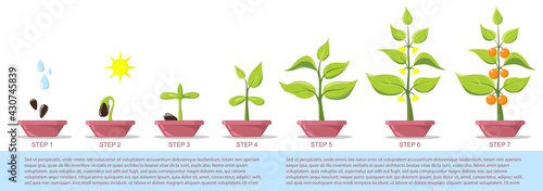 Phases plant growing in pot. Growing plant stages. Seeds, watering can, sprout, grown plant. Seedling gardening plant. Infographic. Evolution concept. Vector illustration of growing plant. flat style