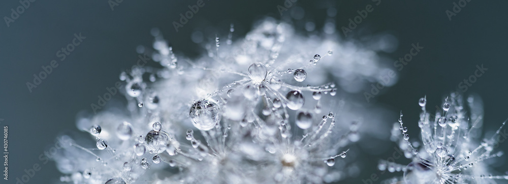 Macro nature. Beautiful dew drops on dandelion seed macro. Beautiful soft background. Water drops on parachutes dandelion. Copy space. soft focus on water droplets. circular shape, abstract background Macro nature. Beautiful dew drops on dandelion seed macro. Beautiful soft background. Water drops on parachutes dandelion. Copy space. soft focus on water droplets. circular shape, abstract background