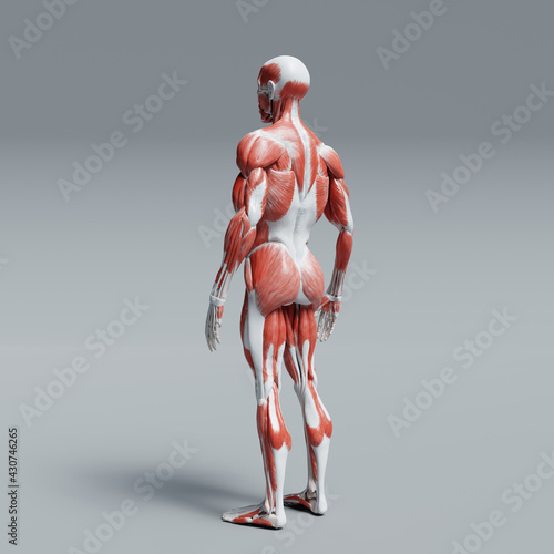 3d rendered illustration of a human body