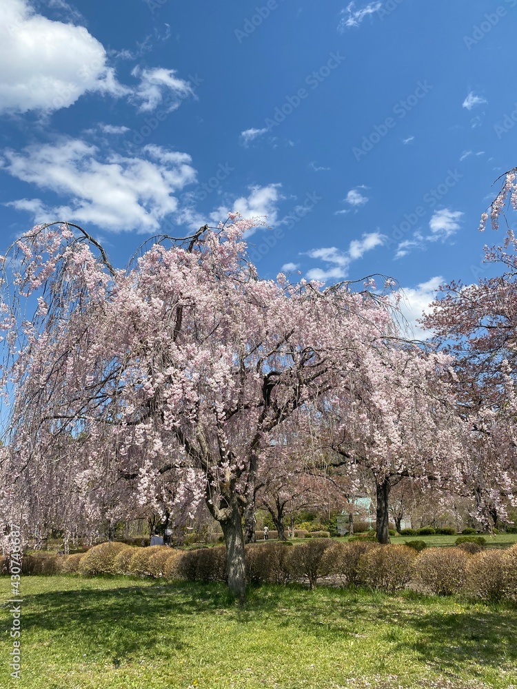 cherry tree in bloom