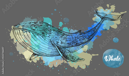 Realistic illustration of whale on artistic watercolor background. Vector illustration