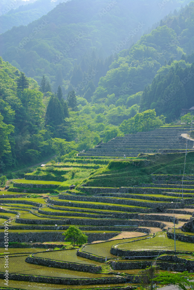 rice terraces