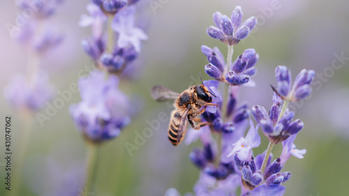 Honey bee pollinates lavender flowers. Plant decay with insects., sunny lavender. Lavender flowers in field. Soft focus, Close-up macro image wit blurred background. © Serenkonata