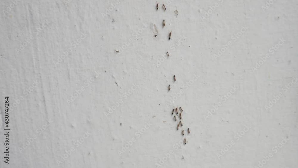 Small ants walking on the white wall. An ant colony on the wall of the house Small ants walking on the white wall. An ant colony on the wall of the house