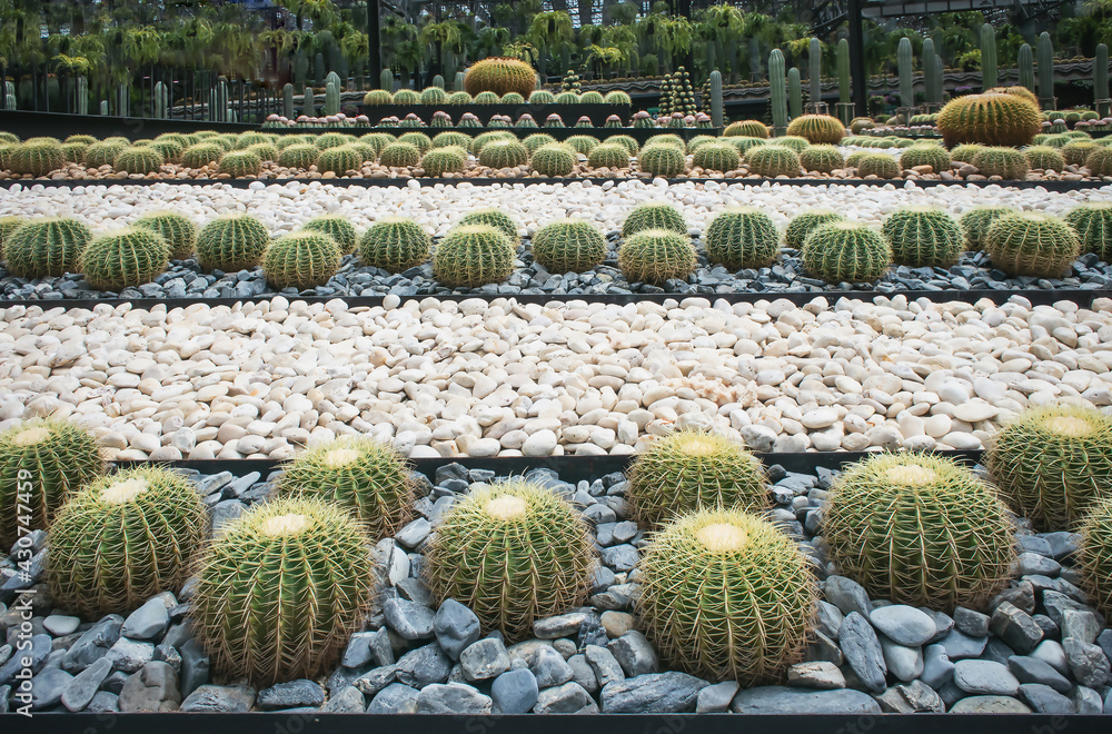 Cactus in the park, natural light background