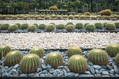 Obraz na płótnie Cactus in the park, natural light background w salonie