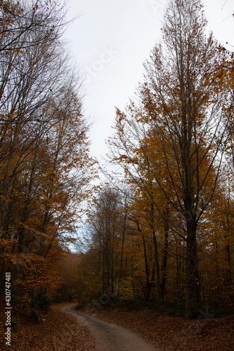 A beautiful road view through the forest in autumn.